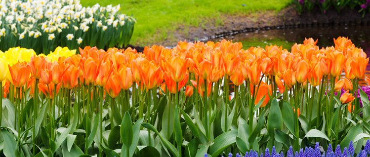 spring gardening 