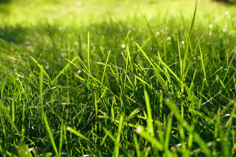 green-grass