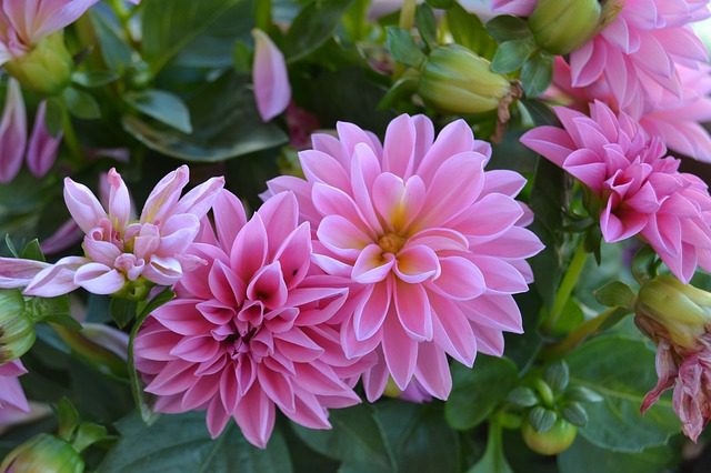 pink flower that has bloomed